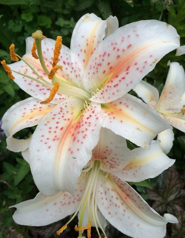 Лилия Салмон Стар